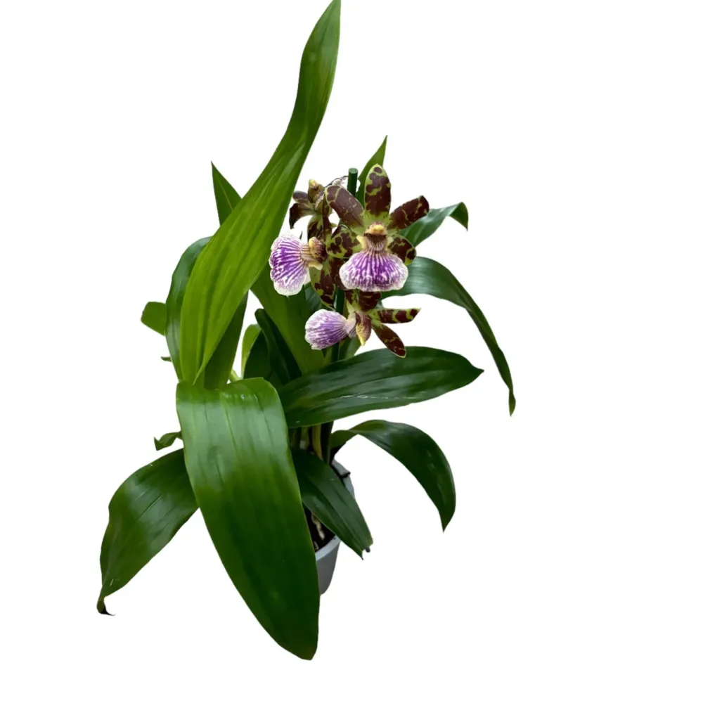 Zygopetalum hibrid #02 * parfumat