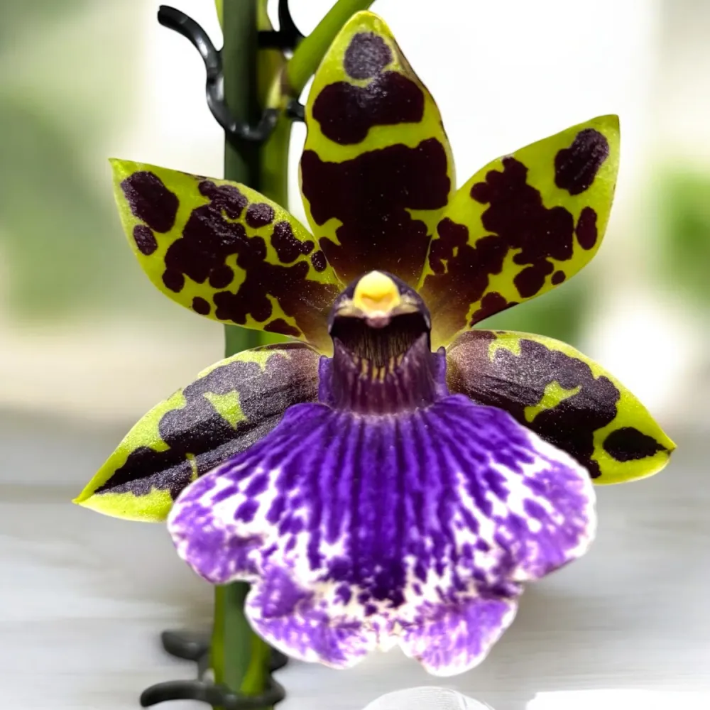 Zygopetalum hybrid - flori parfumate