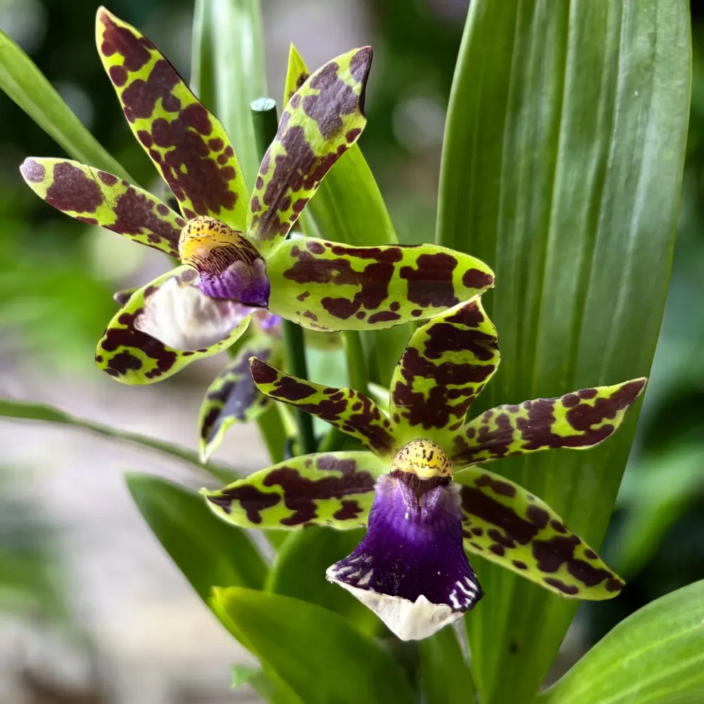 Zygopetalum hybrid - flori parfumate