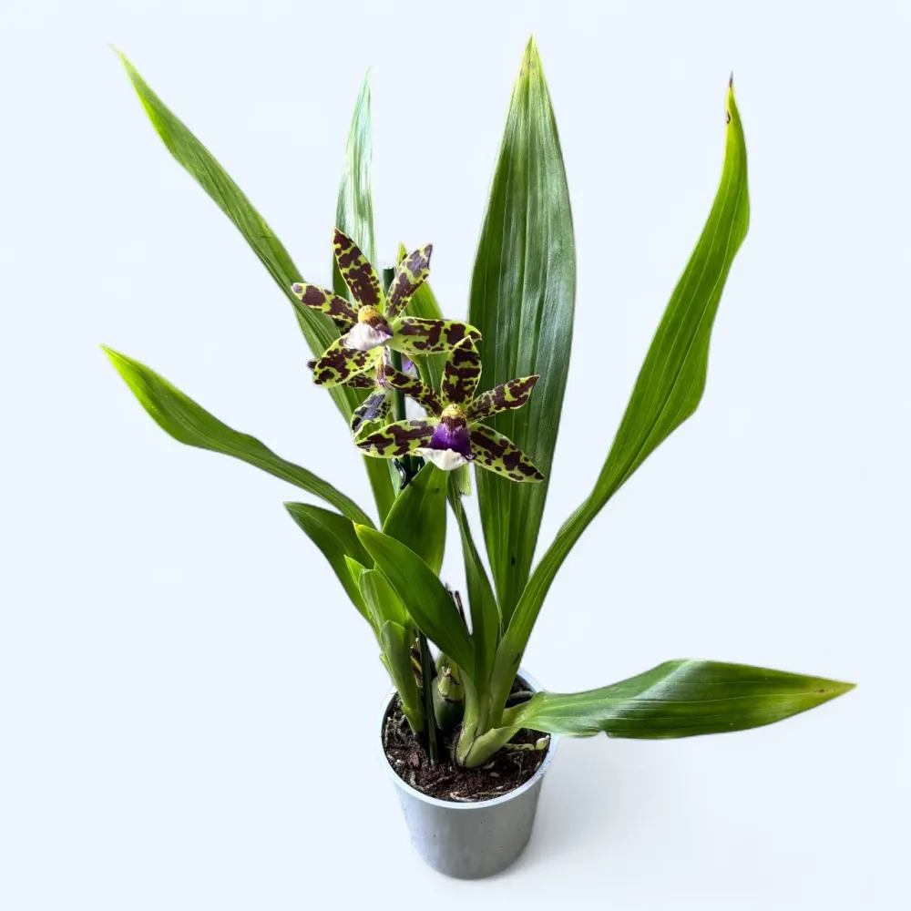 Zygopetalum hybrid - flori parfumate
