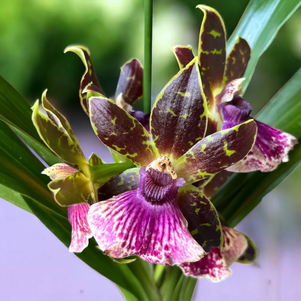Zygopetalum hybrid - flori XL parfumate