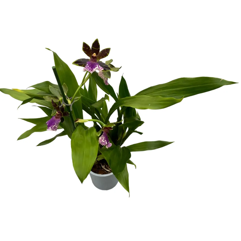 Zygopetalum hybrid #05 parfumat