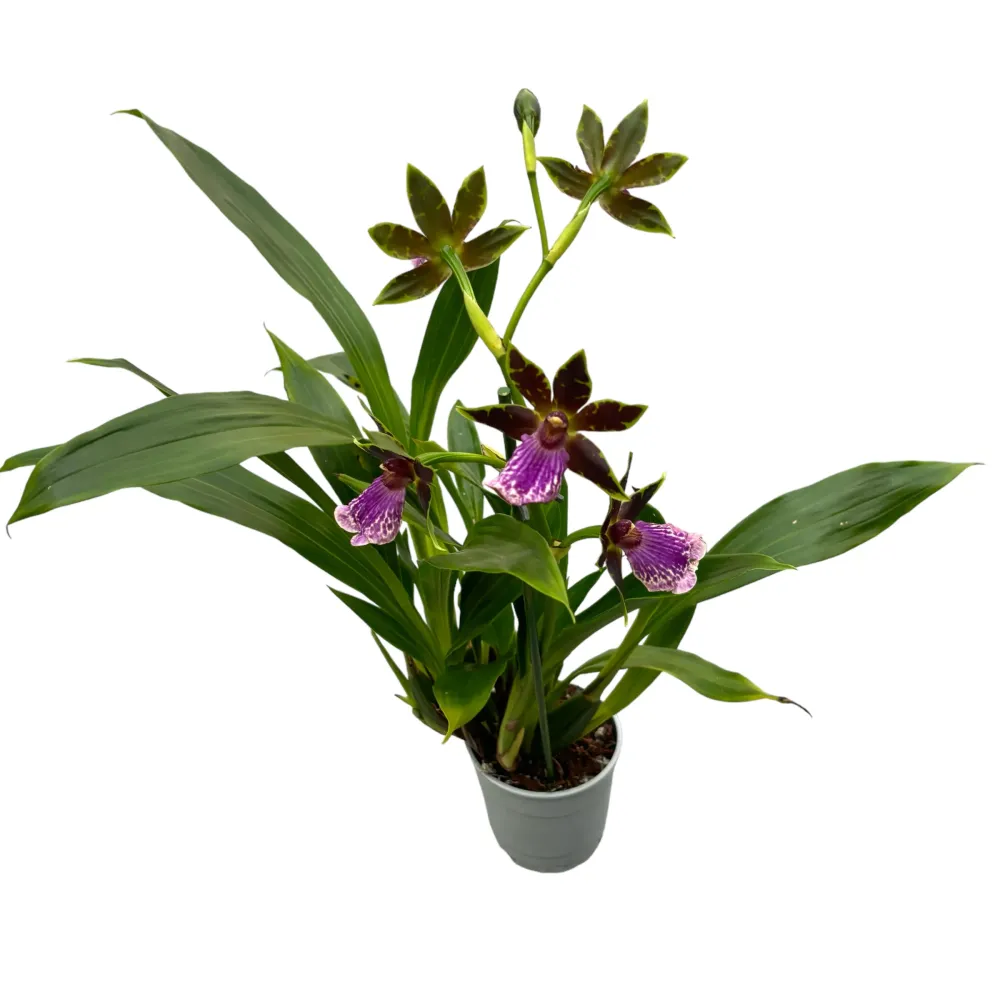 Zygopetalum hybrid #05 parfumat