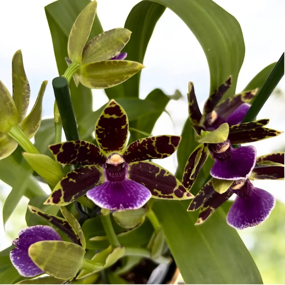 Zygopetalum hybrid #01 - parfumat