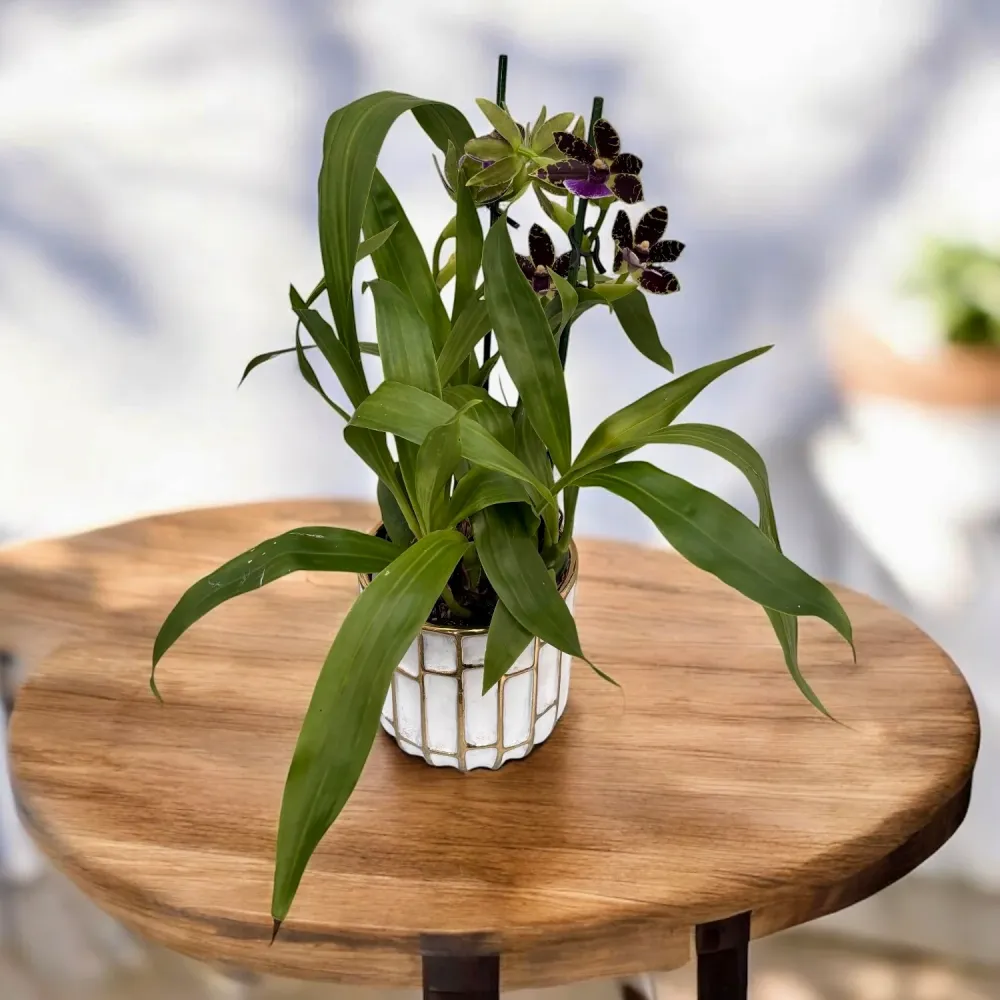 Zygopetalum hybrid #01 - parfumat