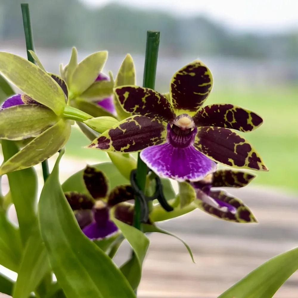 Zygopetalum hybrid #01 - parfumat