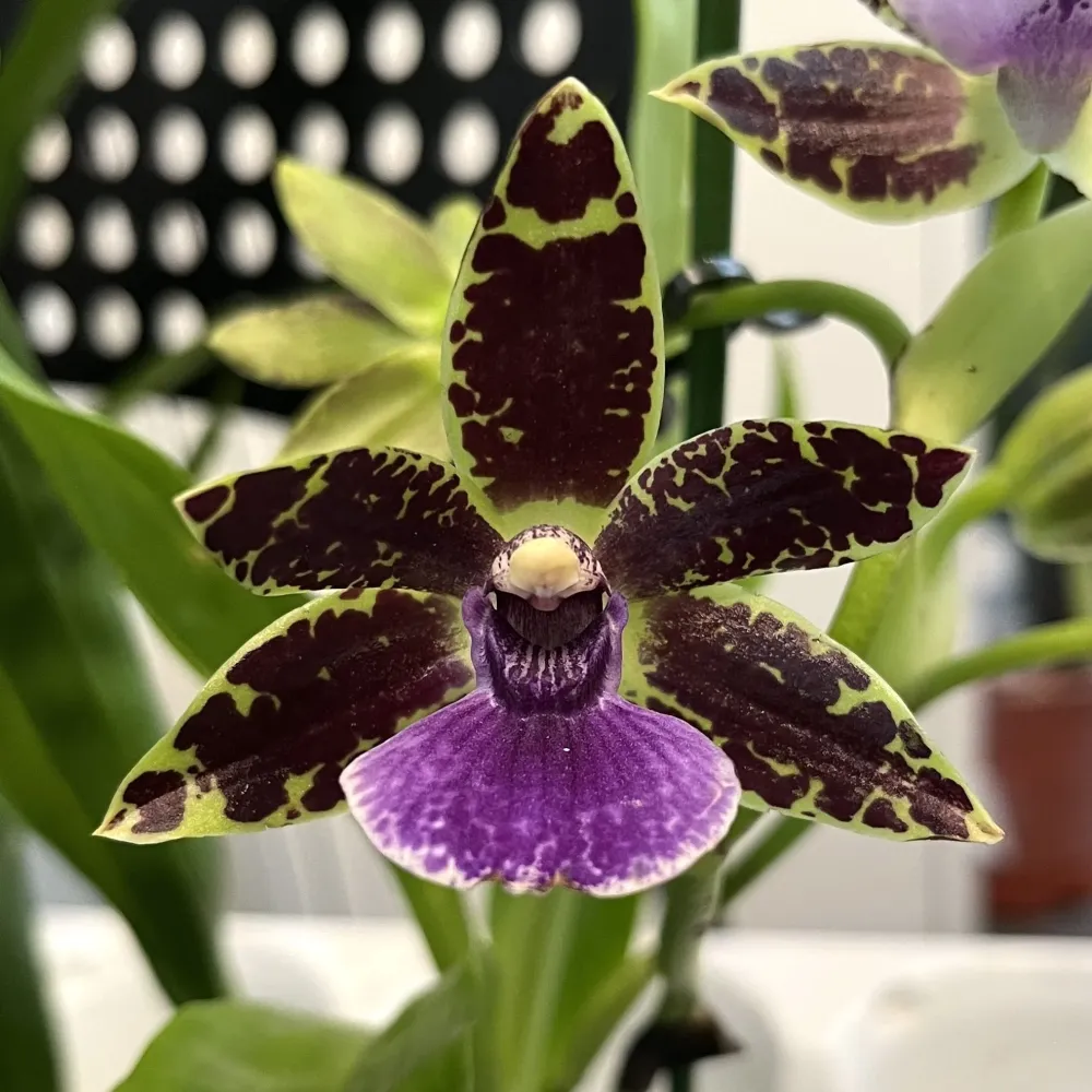 Zygopetalum hybrid #01 - parfumat