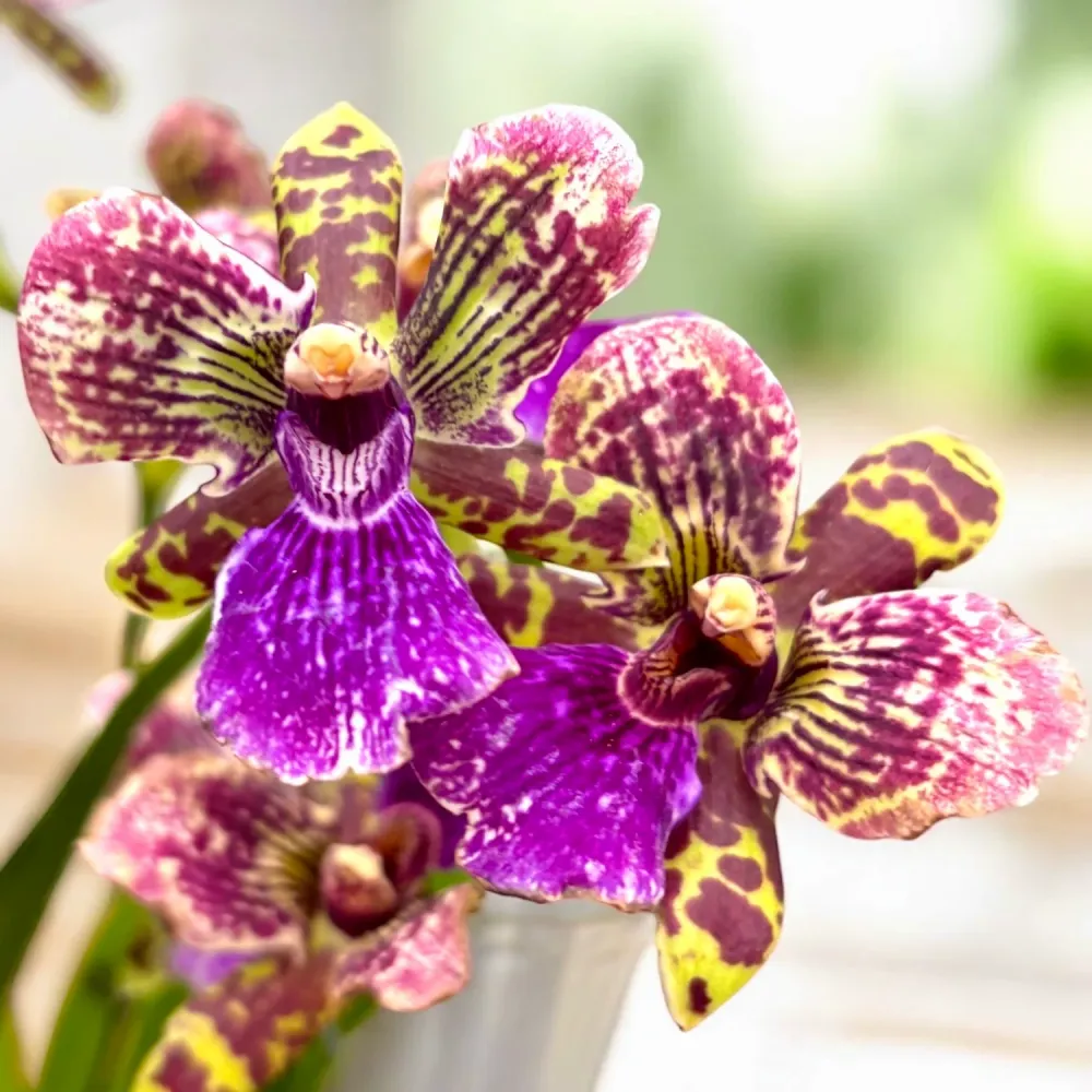 Zygopetalum hybrid peloric - flori parfumate