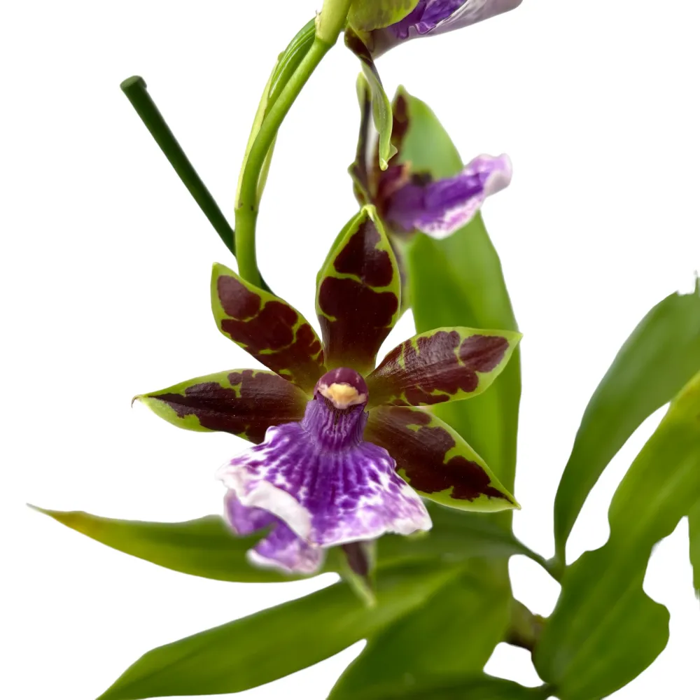 Zygopetalum James Strauss 'Scentsation' - parfum de zambila