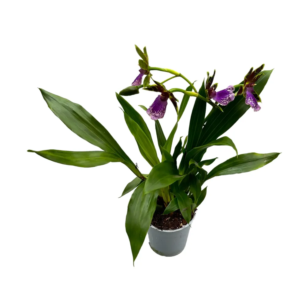 Zygopetalum James Strauss 'Scentsation' - parfum de zambila
