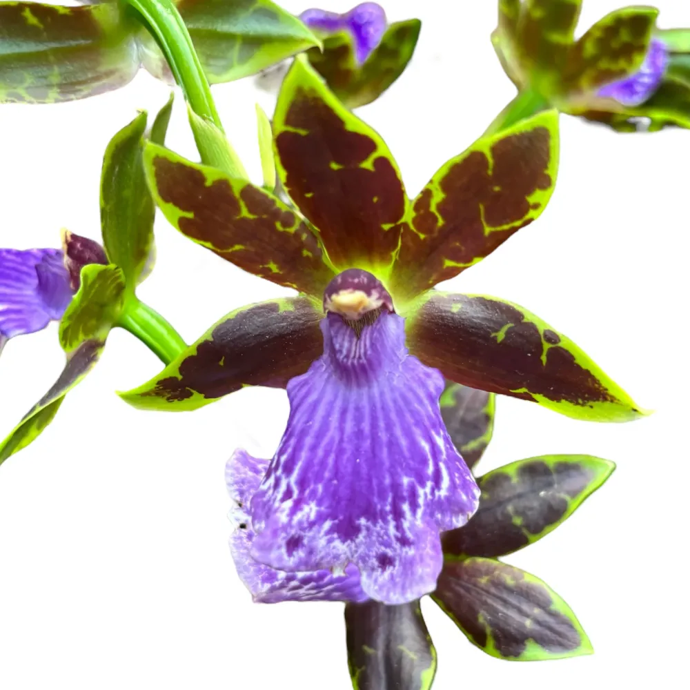 Zygopetalum James Strauss 'Scentsation' - parfum de zambila