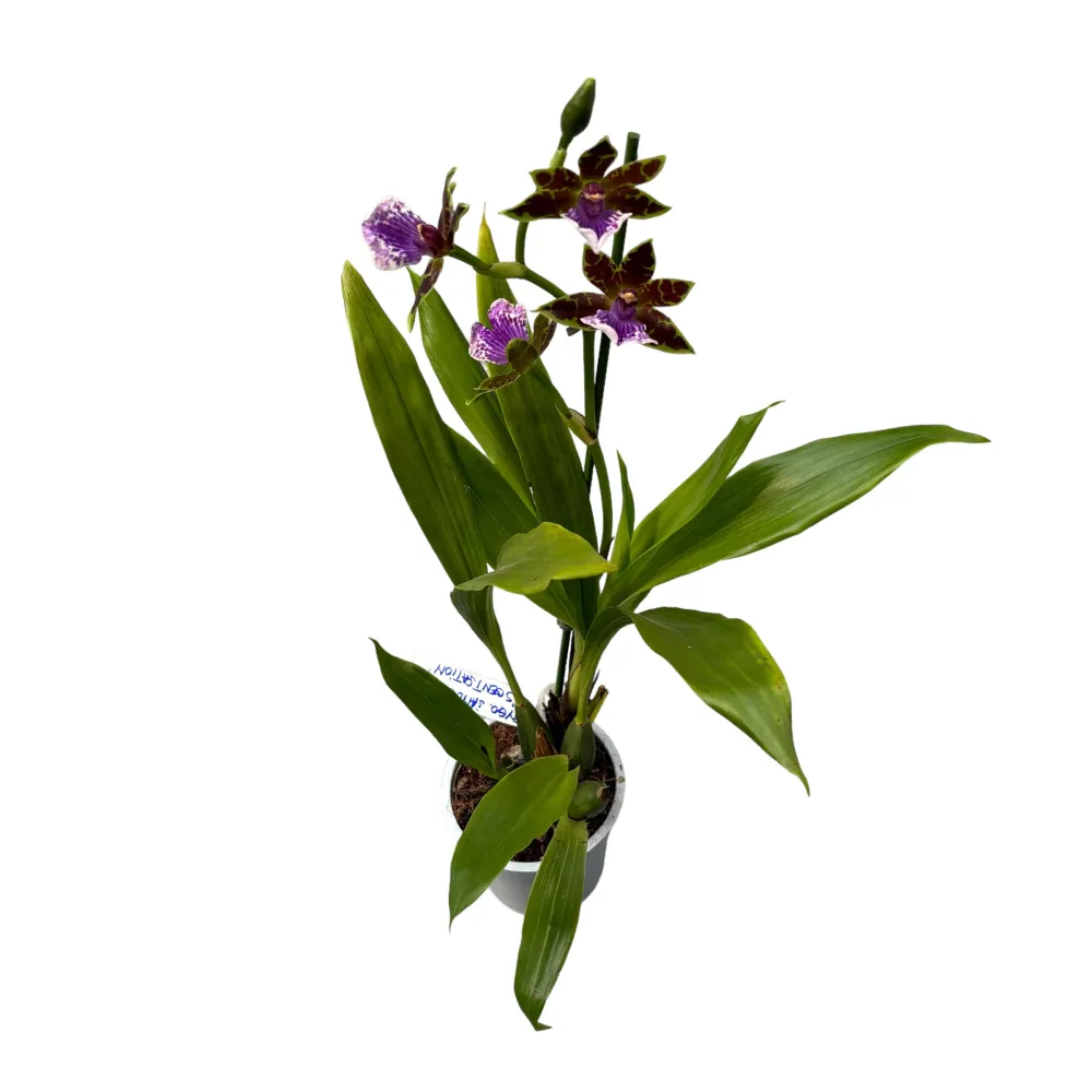 Zygopetalum James Strauss 'Scentsation' - parfum de zambila