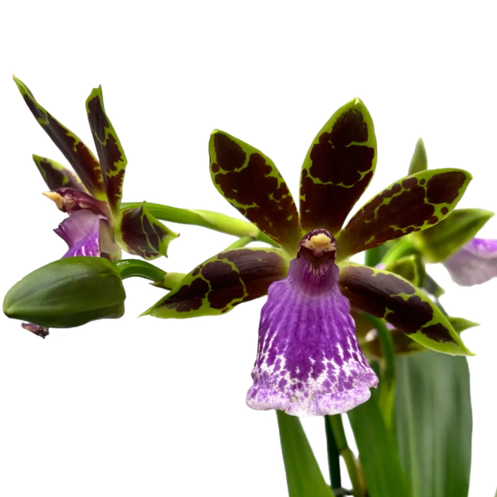 Zygopetalum James Strauss 'Scentsation' - parfum de zambila