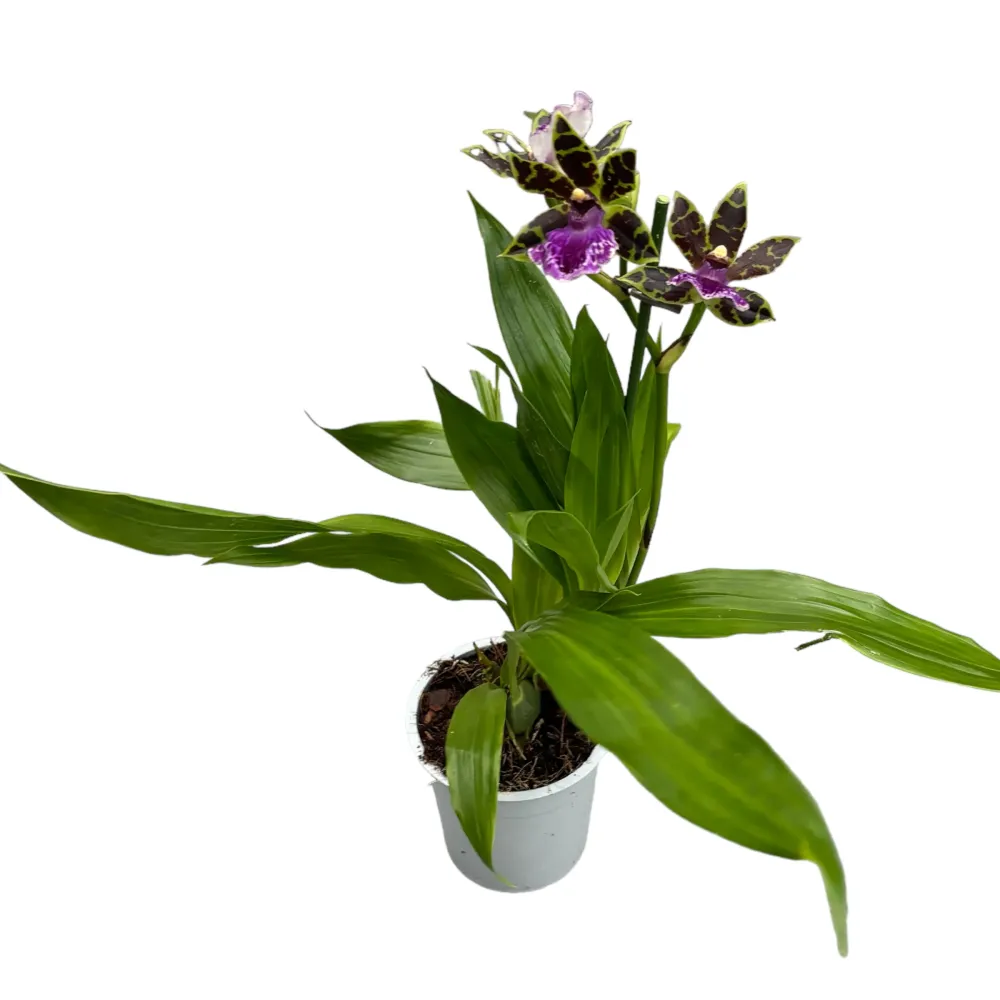 Zygopetalum Jumpin Jack - flori intens parfumate