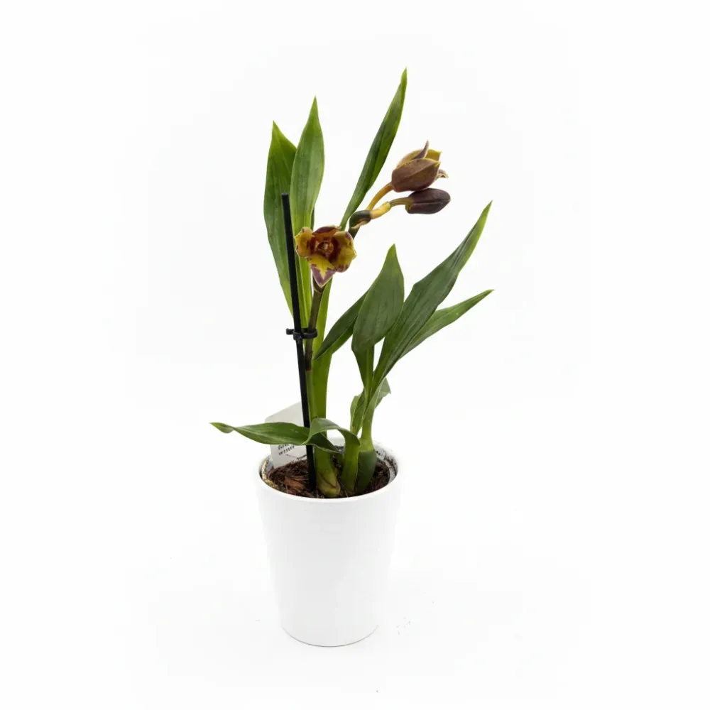 Zygopetalum peloric - parfumat