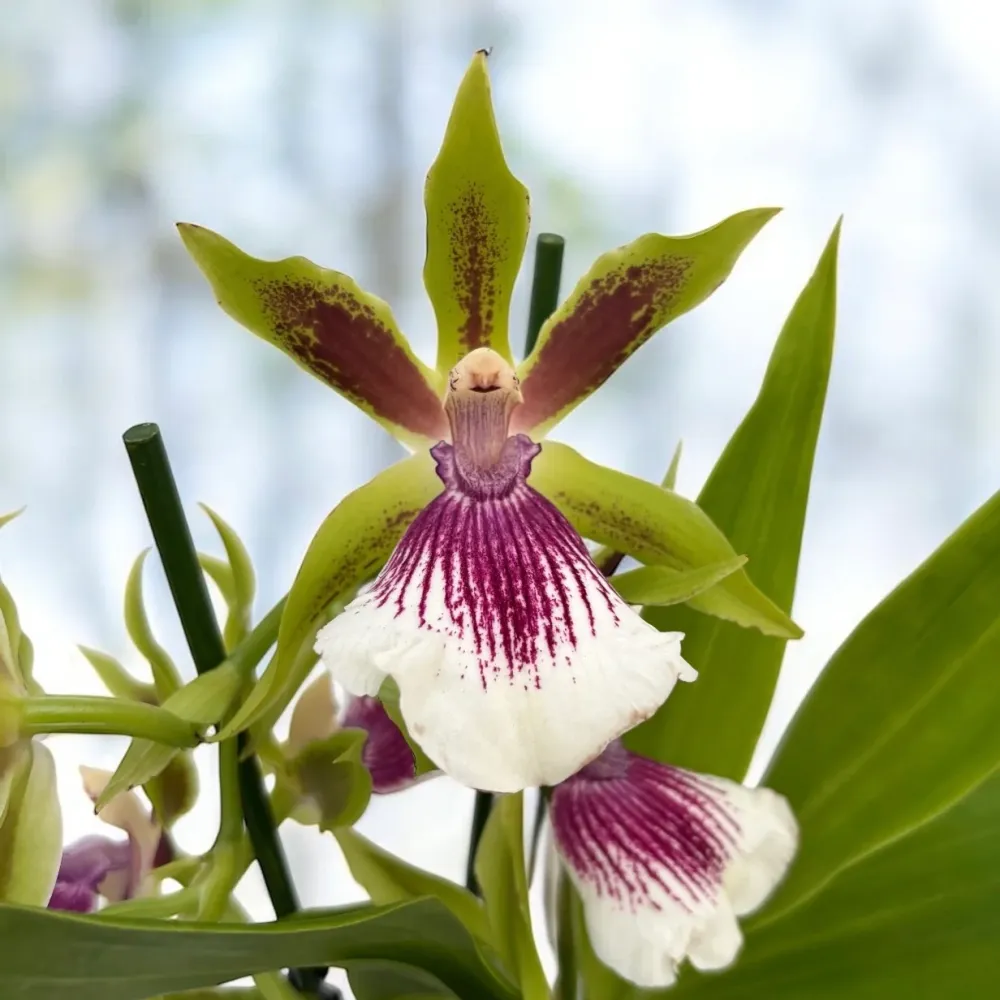 Zygopetalum Rhein Harlequin 'Strong' (flori intens parfumate)