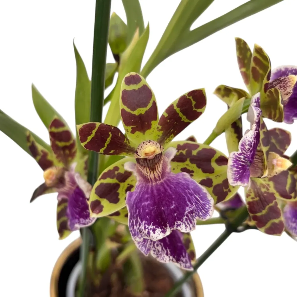 Zygopetalum Sensation - flori parfumate
