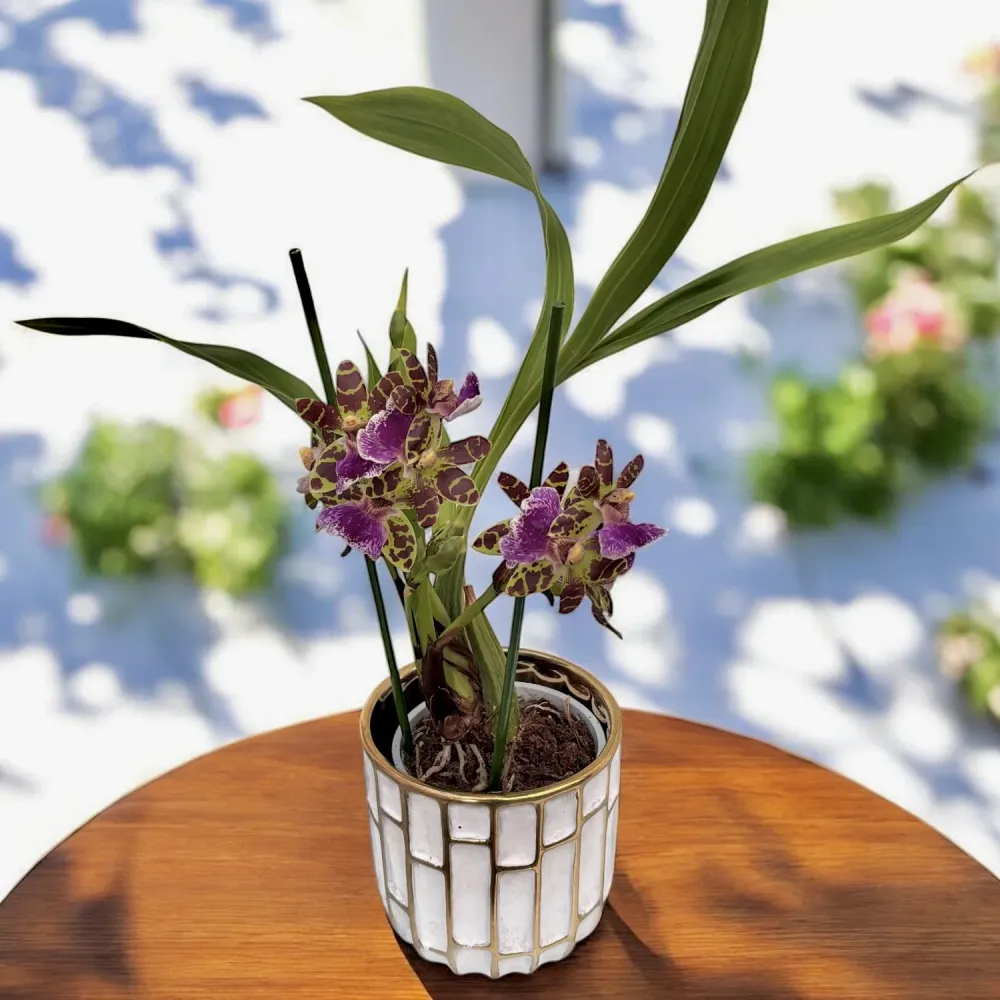 Zygopetalum Sensation - flori parfumate