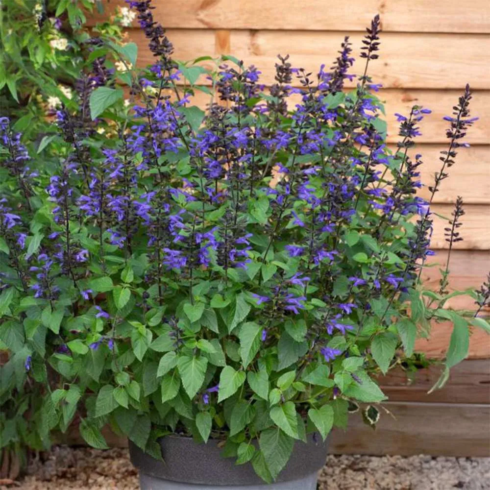 Salvia Salgoon Lake Blueberry planta perena cu flori albastre parfumate