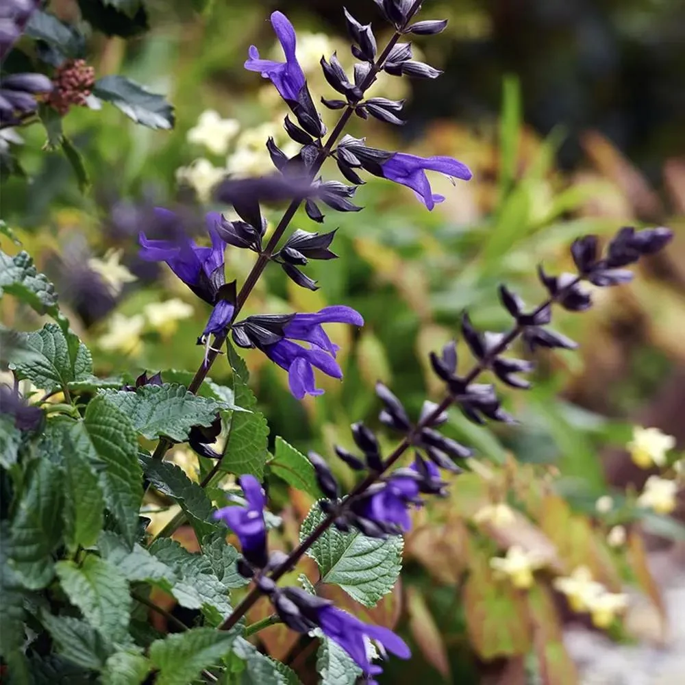 Salvia Salgoon Lake Blueberry planta perena cu flori albastre parfumate