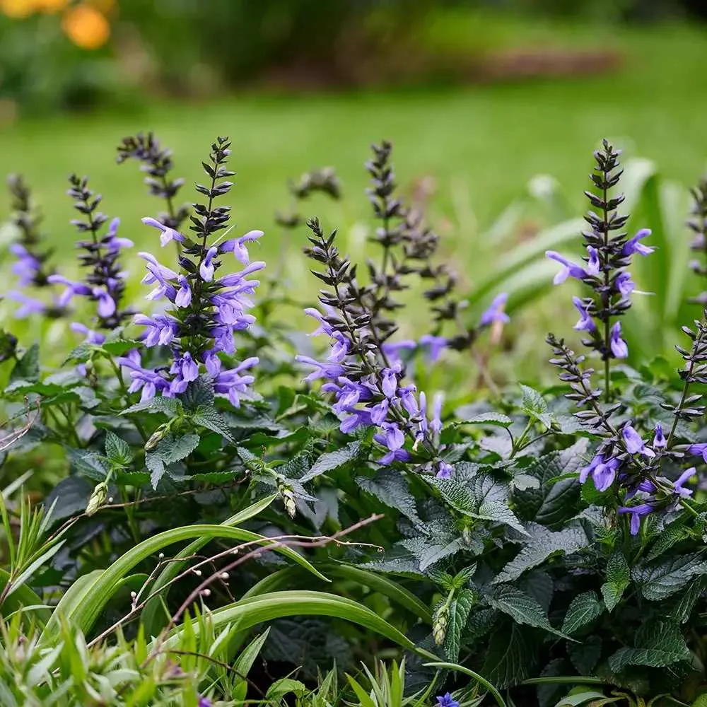Salvia Salgoon Lake Como planta perena cu flori albastre parfumate, atrage albine, inflorire lunga