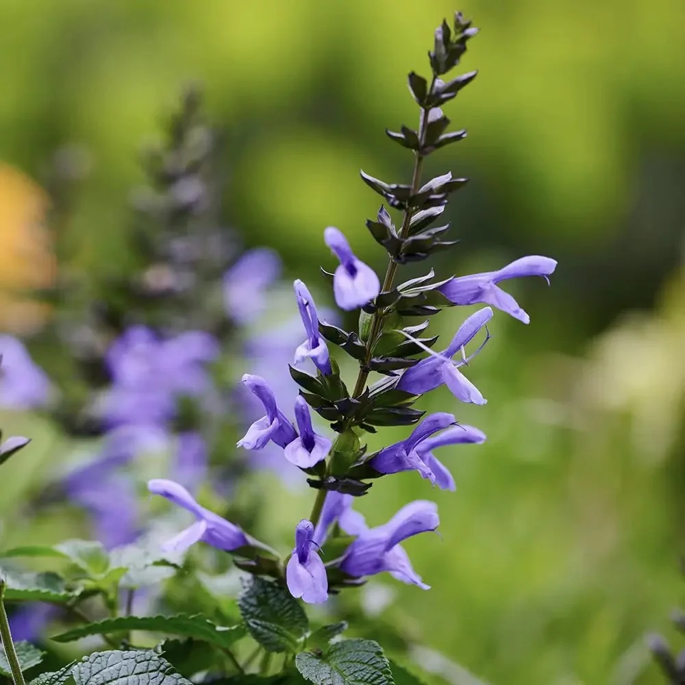 Salvia Salgoon Lake Como planta perena cu flori albastre parfumate, atrage albine, inflorire lunga