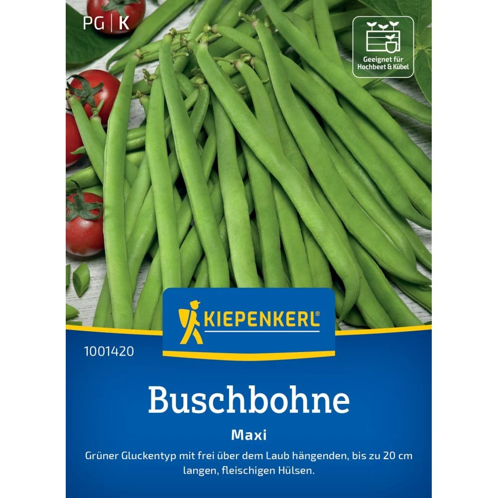 Seminte fasole pitica Maxi – soi productiv si usor de crescut, cu protectie germinatie