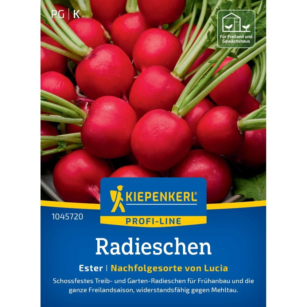 Seminte ridichi Ester F1 – gust delicat si textura crocanta, cu protectie germinatie