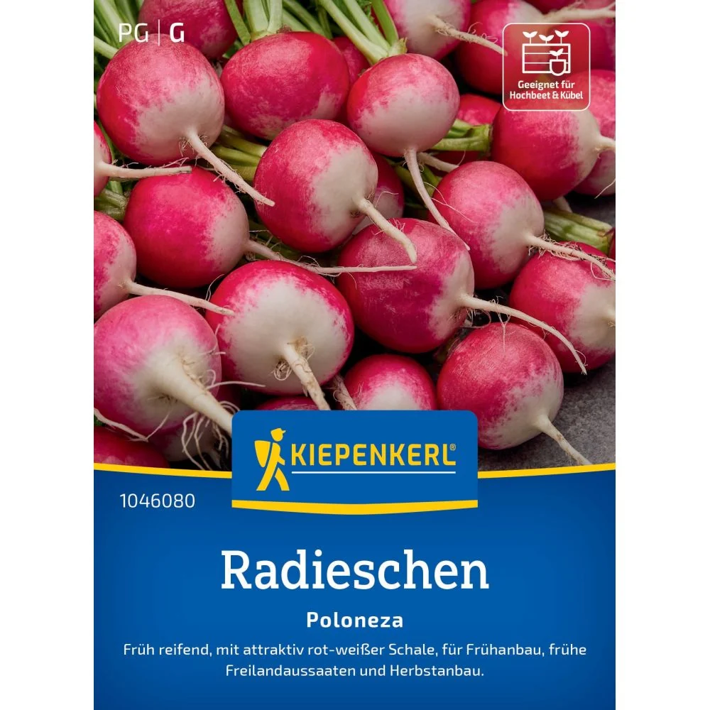 Seminte ridichi Poloneza – soi timpuriu, radacini uniforme, cu protectie germinatie