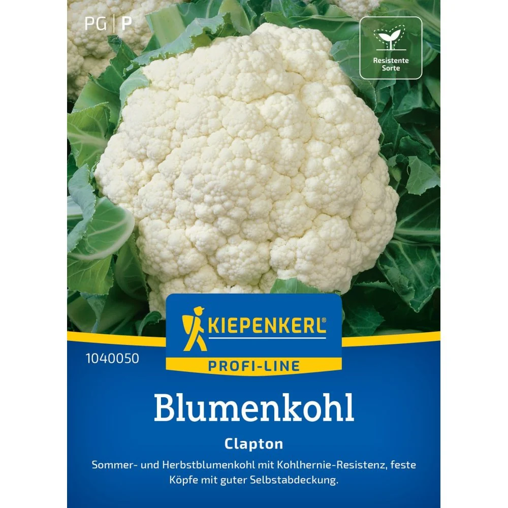 Seminte conopida Clapton F1 – rezistenta la boli si inflorire uniforma, cu protectie germinatie