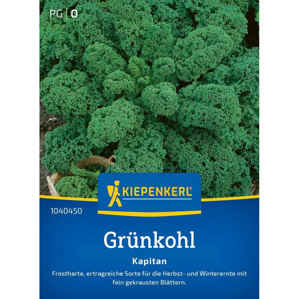 Seminte varza kale Kapitan F1 – frunze crete si rezistenta la frig, cu protectie germinatie