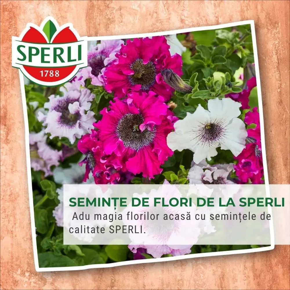 Seminte Zinnia pitice Liliput – inflorire bogata si compacta