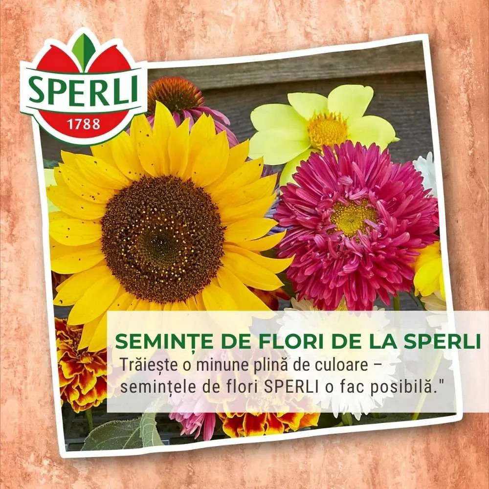 Seminte Zinnia pitice Liliput – inflorire bogata si compacta