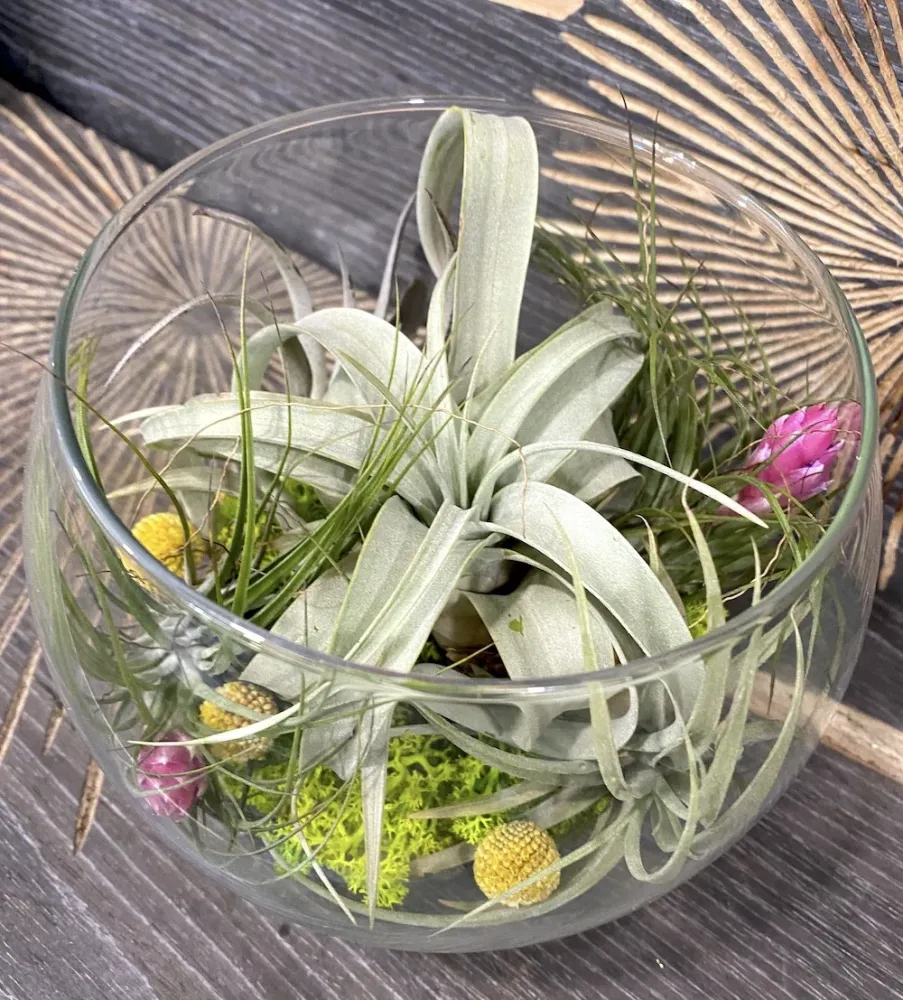 Aranjament cu plante aeriene
