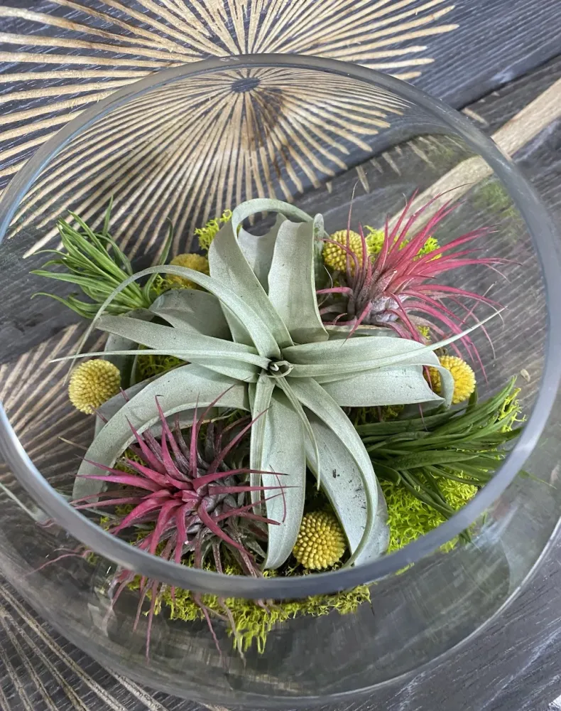 Aranjament cu plante aeriene