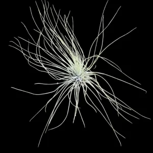 Planta de aer Tillandsia Argentea