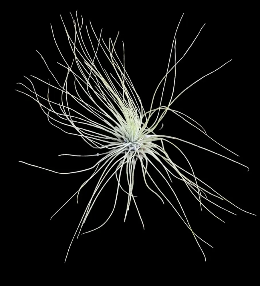 Planta de aer Tillandsia Argentea