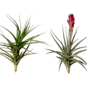 Planta aeriana Tillandsia Aeranthos