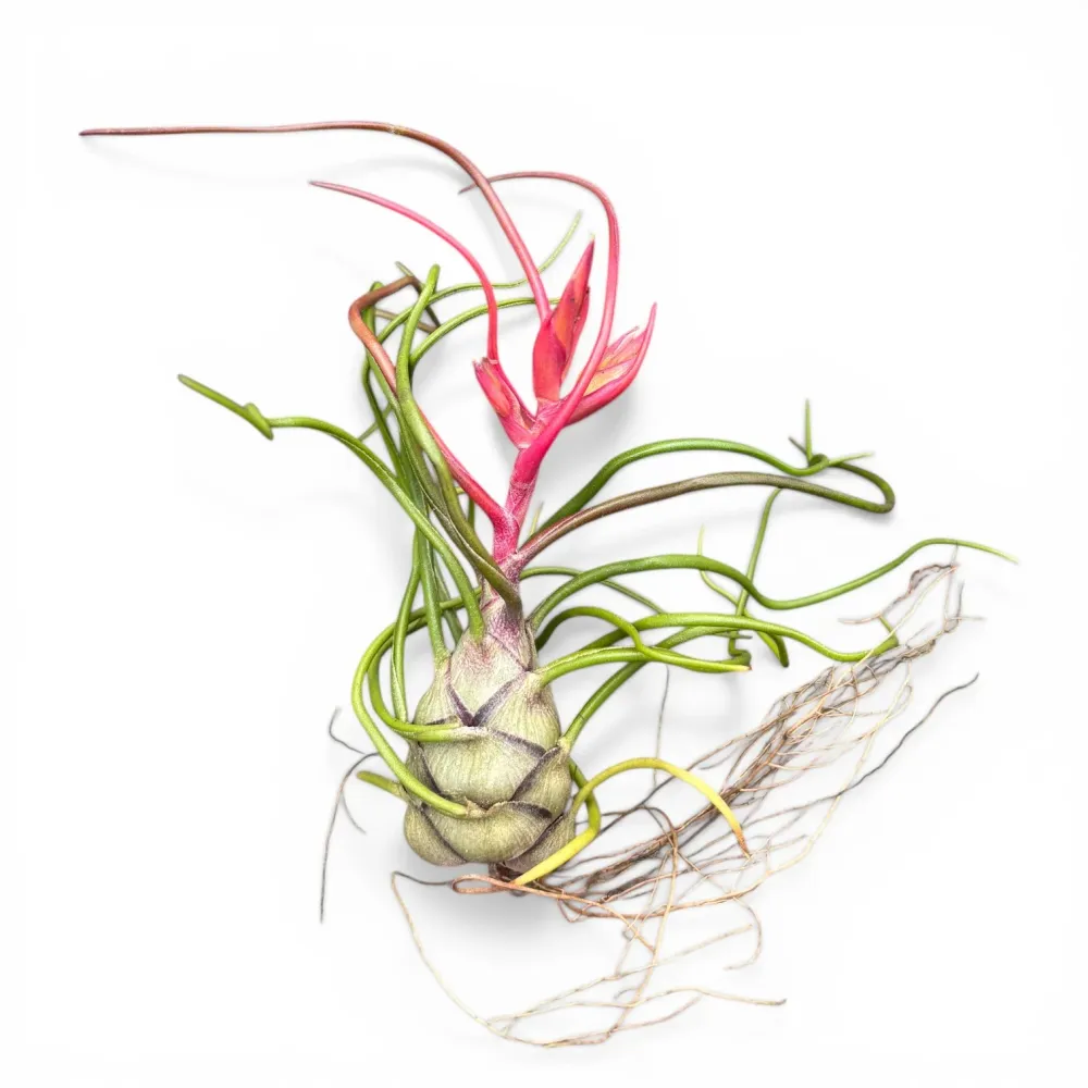 Planta aeriana Tillandsia Bulbosa