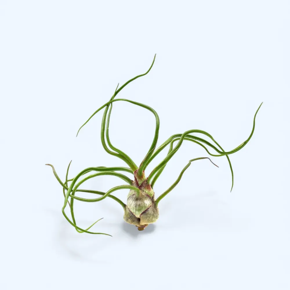 Planta aeriana Tillandsia Bulbosa