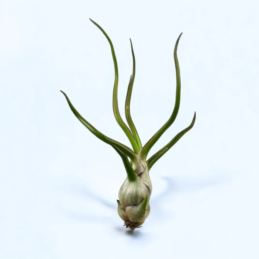Planta aeriana Tillandsia Bulbosa