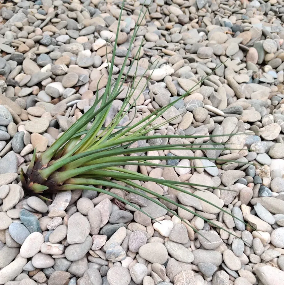 Planta aeriana Tillandsia Melanocrater