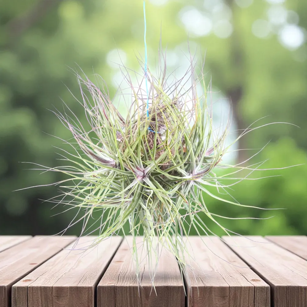 Planta aeriana Tillandsia Schiedeana clumps