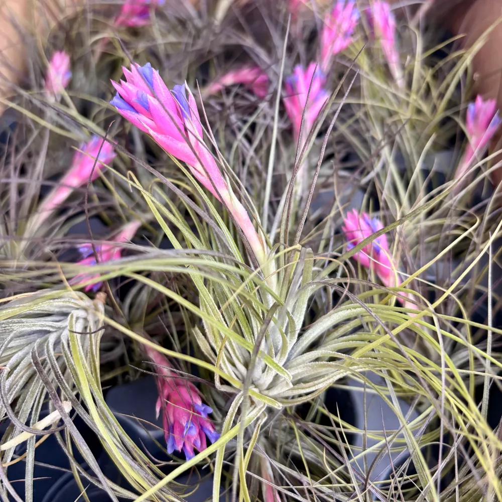 Planta aeriana Tillandsia Stricta