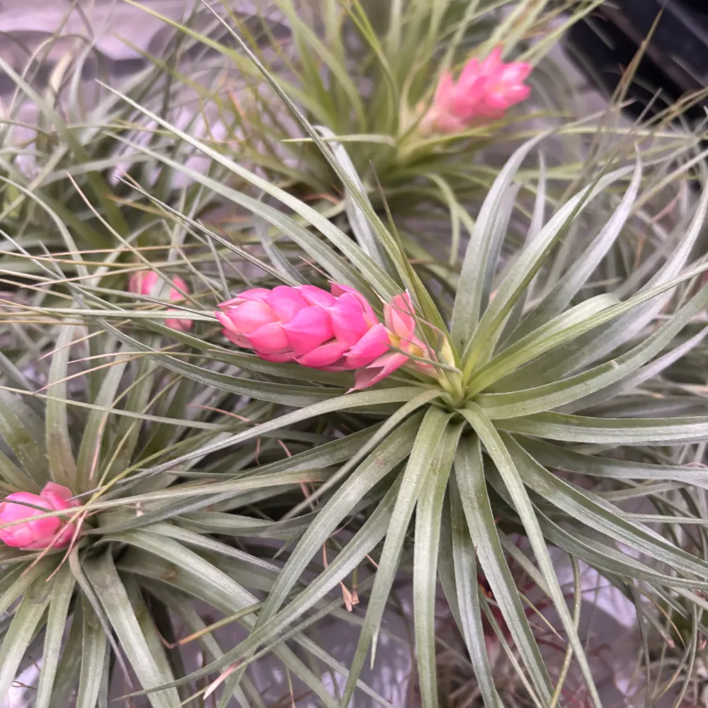 Planta aeriana Tillandsia Stricta