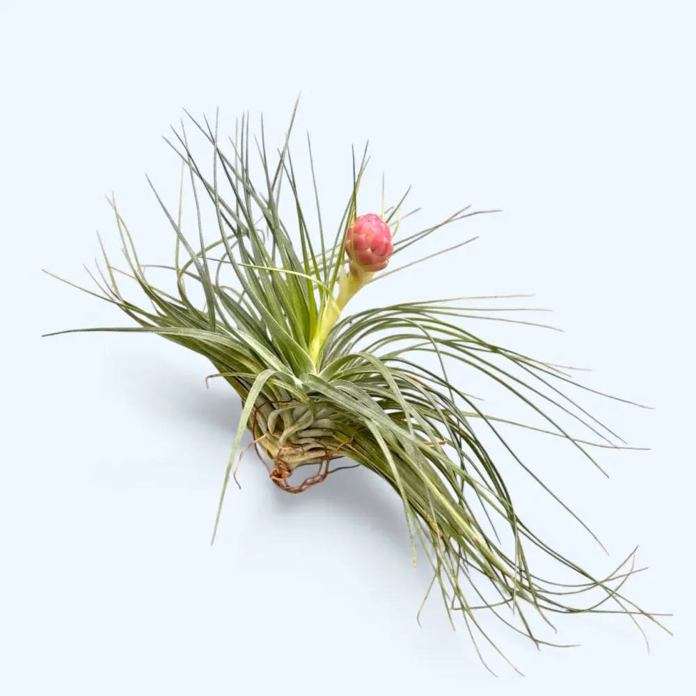 Planta aeriana Tillandsia Stricta