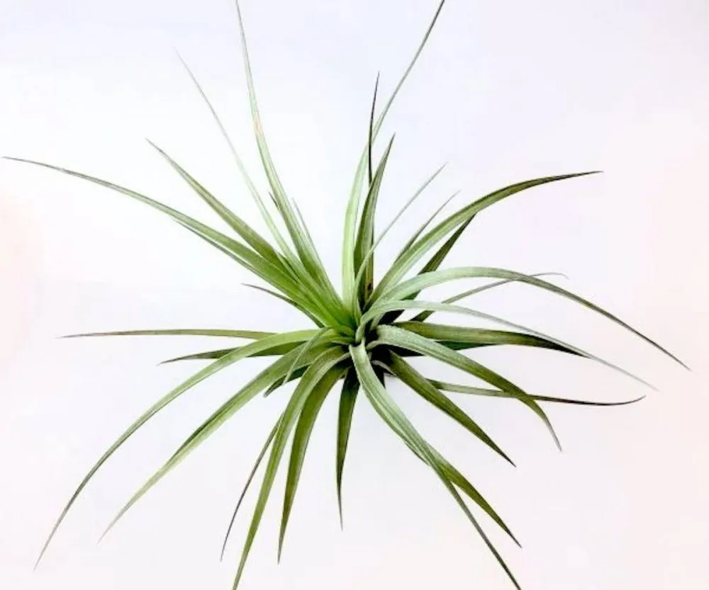Planta aeriana Tillandsia Stricta