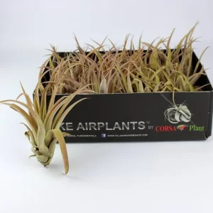 Planta aerofita Tillandsia Capitata Peach