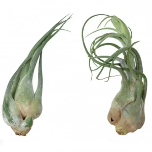 Planta aerofita Tillandsia Seleriana - planta de furnici