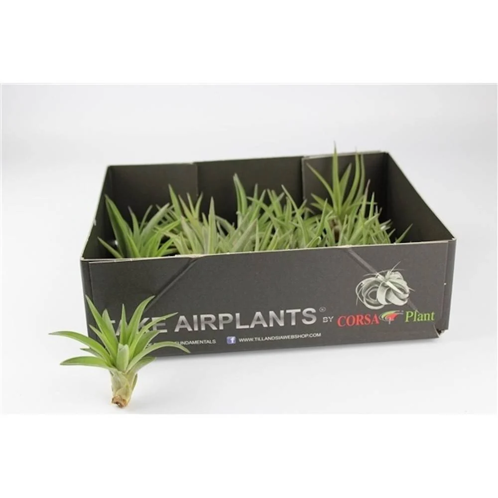 Plante de aer Tillandsia Abdita